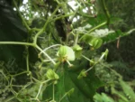 Begonia convolvulacea (4)