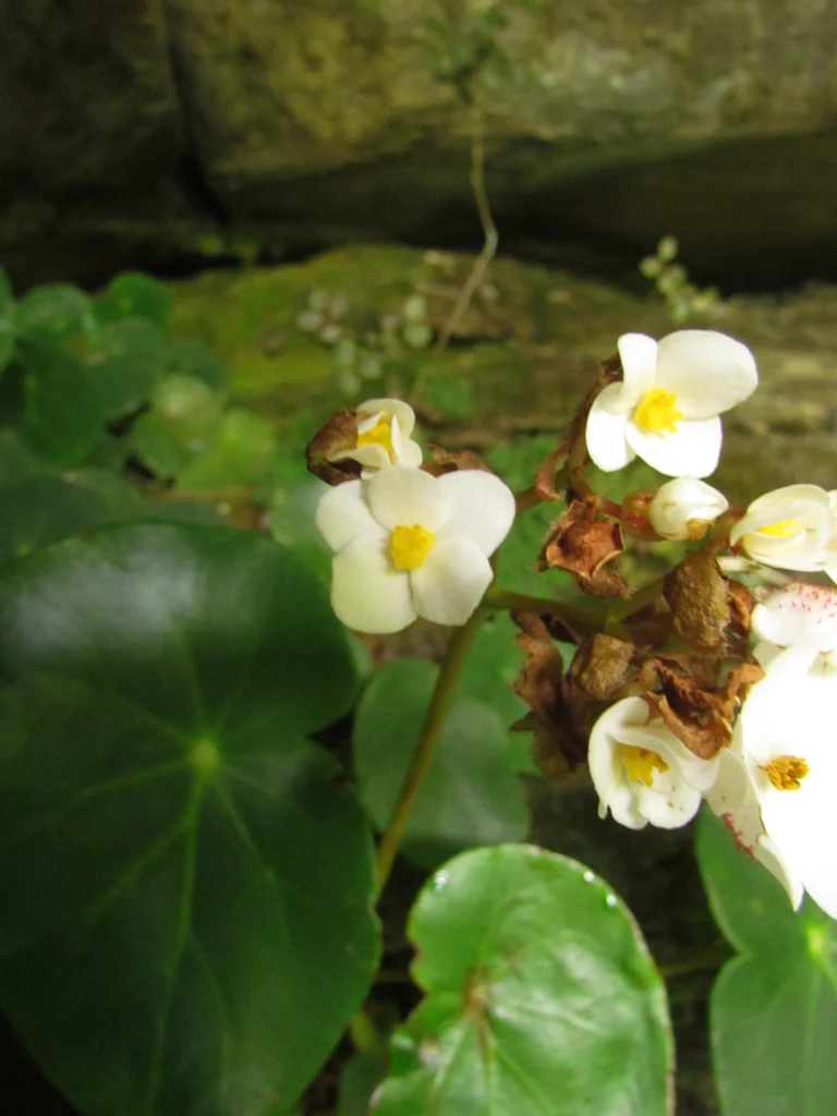 Begonia ciliatifolia (40)