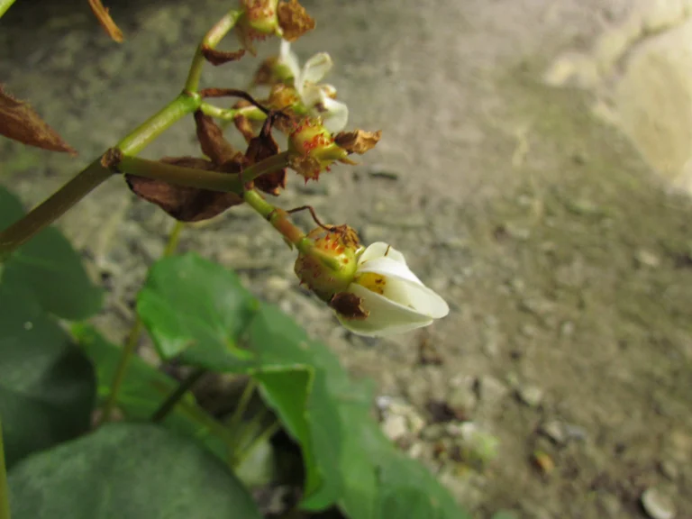 Begonia ciliatifolia (36)