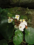Begonia ciliatifolia (38)