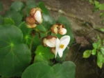 Begonia ciliatifolia (30)
