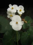 Begonia ciliatifolia (27)