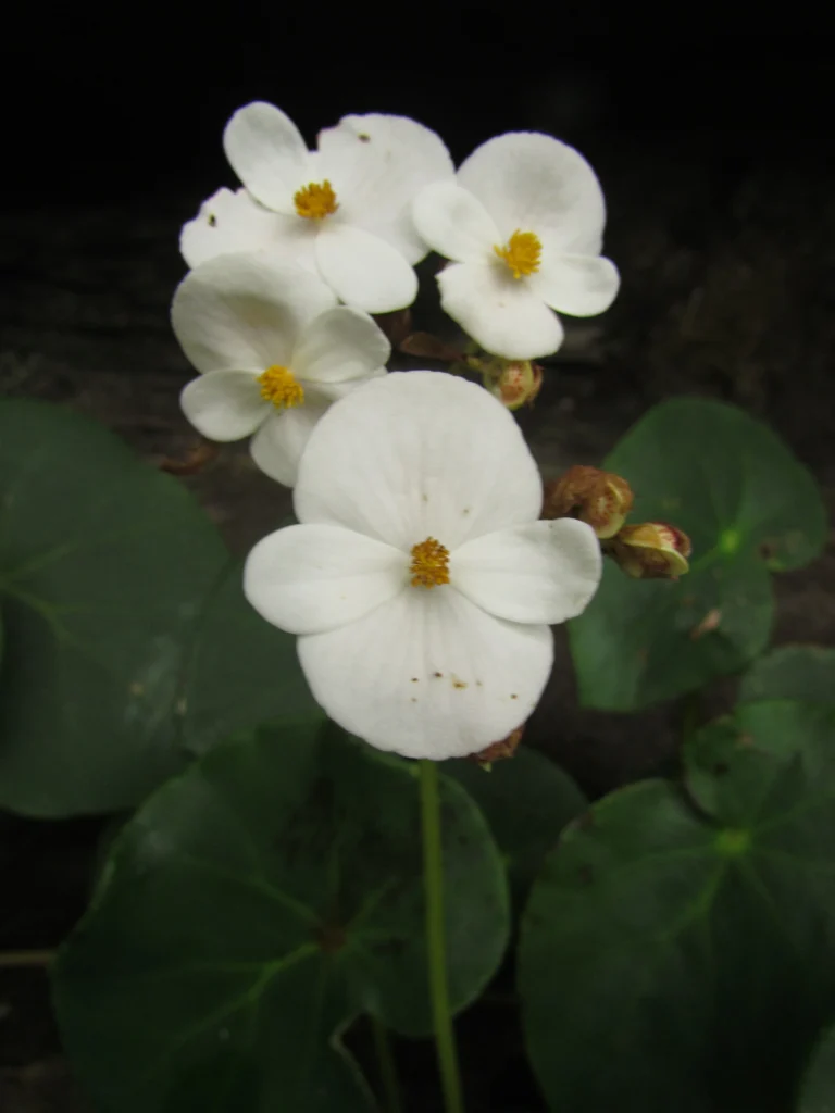 Begonia ciliatifolia (27)