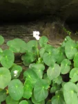 Begonia ciliatifolia (24)