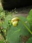 Begonia ciliatifolia (25)