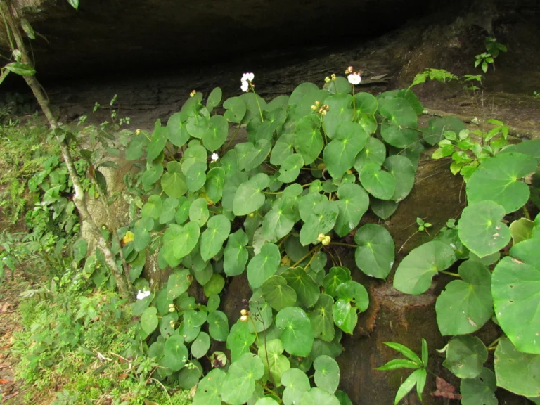 Begonia ciliatifolia (23)