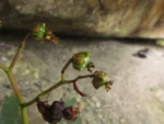 Begonia ciliatifolia (20)