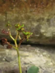Begonia ciliatifolia (19)