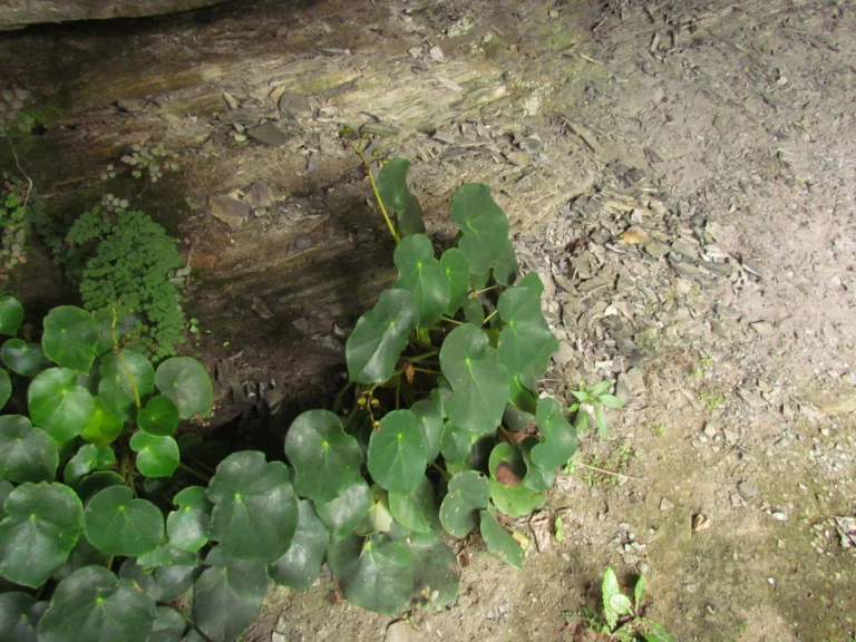 Begonia ciliatifolia (14)