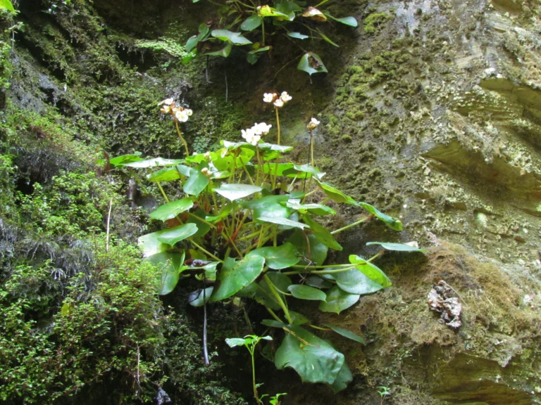 Begonia ciliatifolia (11)