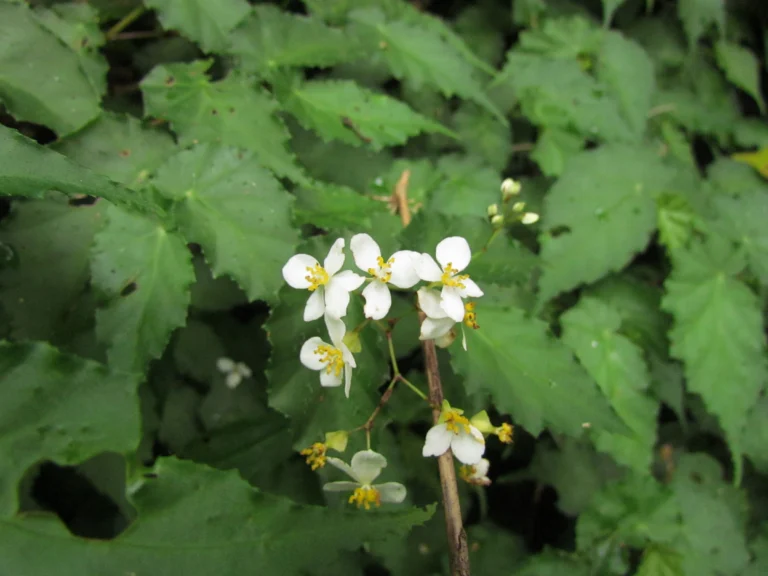 Begonia catharinensis (23)