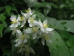 Begonia catharinensis (20)