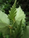 Begonia catharinensis (21)