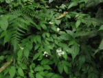 Begonia catharinensis (17)