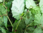 Begonia catharinensis (12)