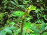 Begonia catharinensis (9)