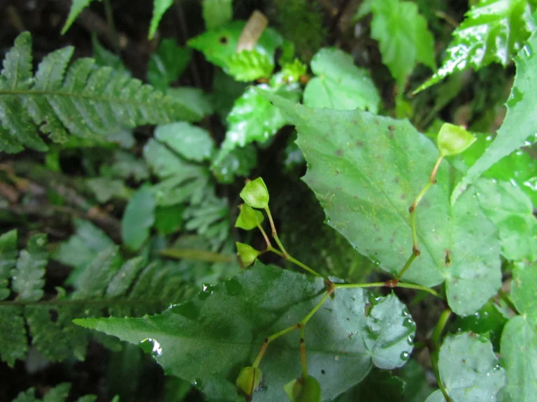 Begonia catharinensis (4)
