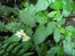 Begonia catharinensis (5)