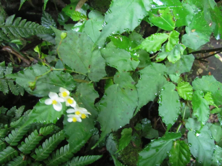 Begonia catharinensis (5)