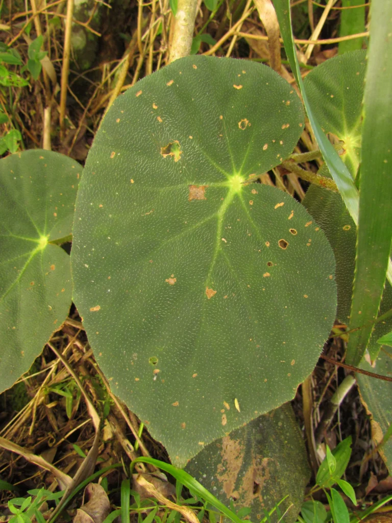 Begonia calvescens (8)