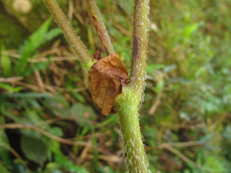 Begonia calvescens (9)