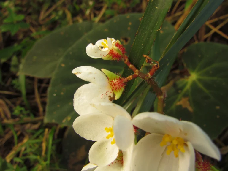 Begonia calvescens (6)