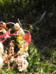 Begonia angulata (45)