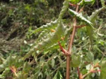 Begonia angulata (42)