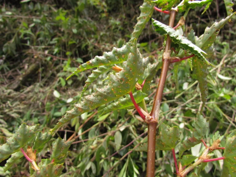 Begonia angulata (42)