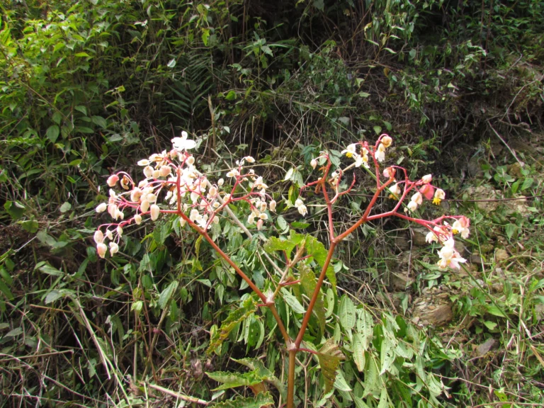 Begonia angulata (43)