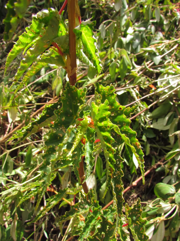 Begonia angulata (39)