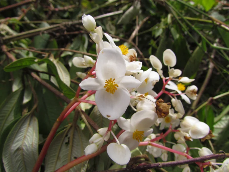 Begonia angulata (35)