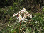Begonia angulata (33)