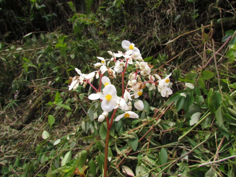Begonia angulata (33)