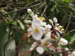 Begonia angulata (34)