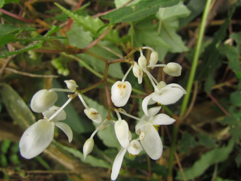 Begonia angulata (25)