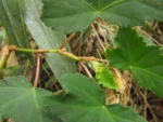 Begonia angulata (21)