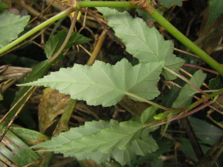 Begonia angulata (22)