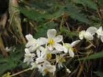 Begonia angulata (18)