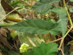Begonia angulata (20)