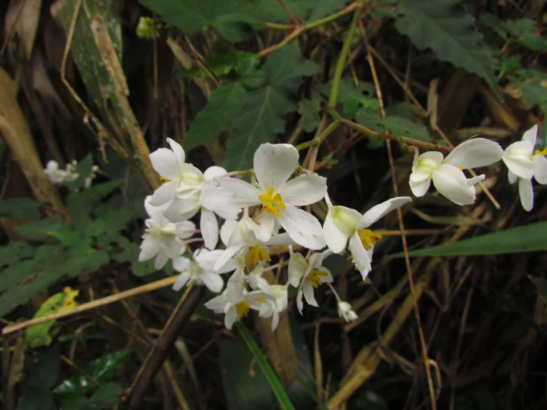 Begonia angulata (15)