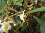 Begonia angulata (16)