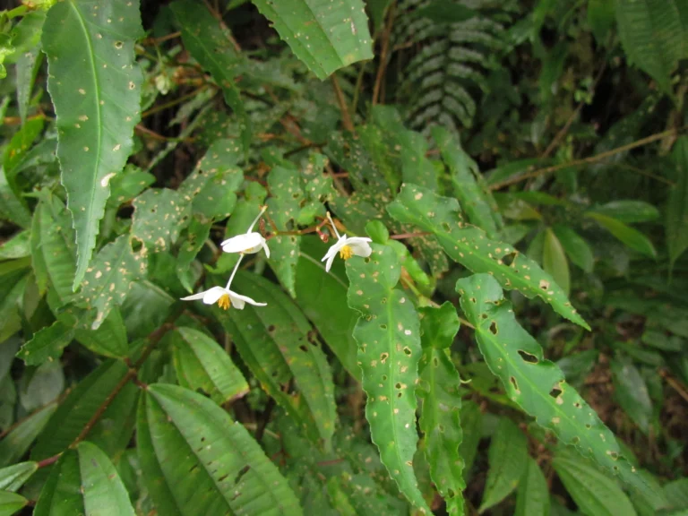 Begonia angulata (13)