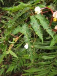 Begonia angulata (10)
