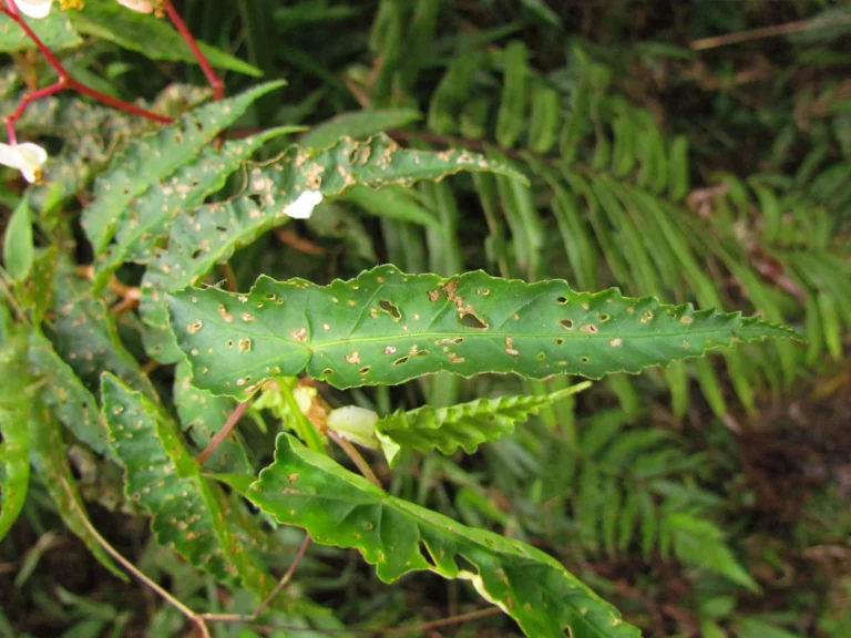 Begonia angulata (9)