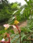 Begonia angulata (7)