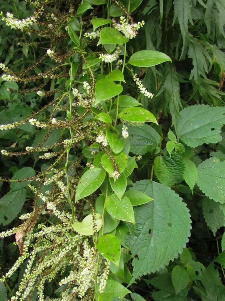 Anredera tucumanensis (7)
