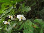 Begonia angulata (2)