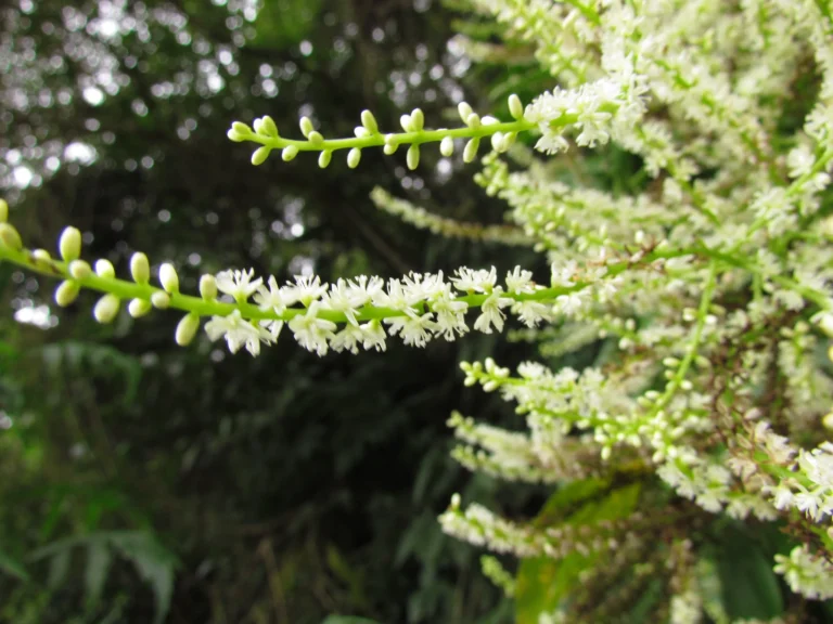 Anredera tucumanensis (6)