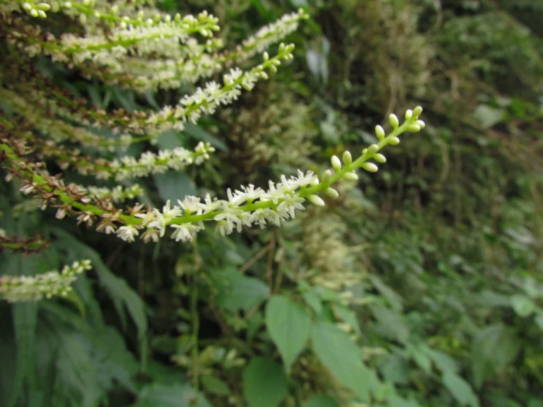 Anredera tucumanensis (1)